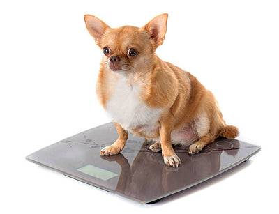 When the scale in January says, "One person at a time, please," you know it's time to hit the gym!