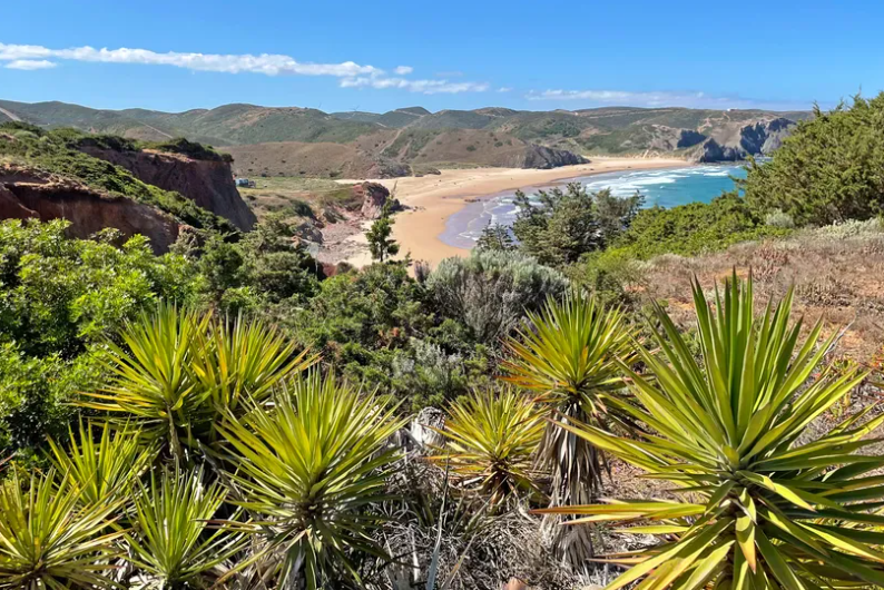 View over lush coastal scrubland towards a golden sandy beach and Atlantic cliffs on the Rota Vicentina, Portugal